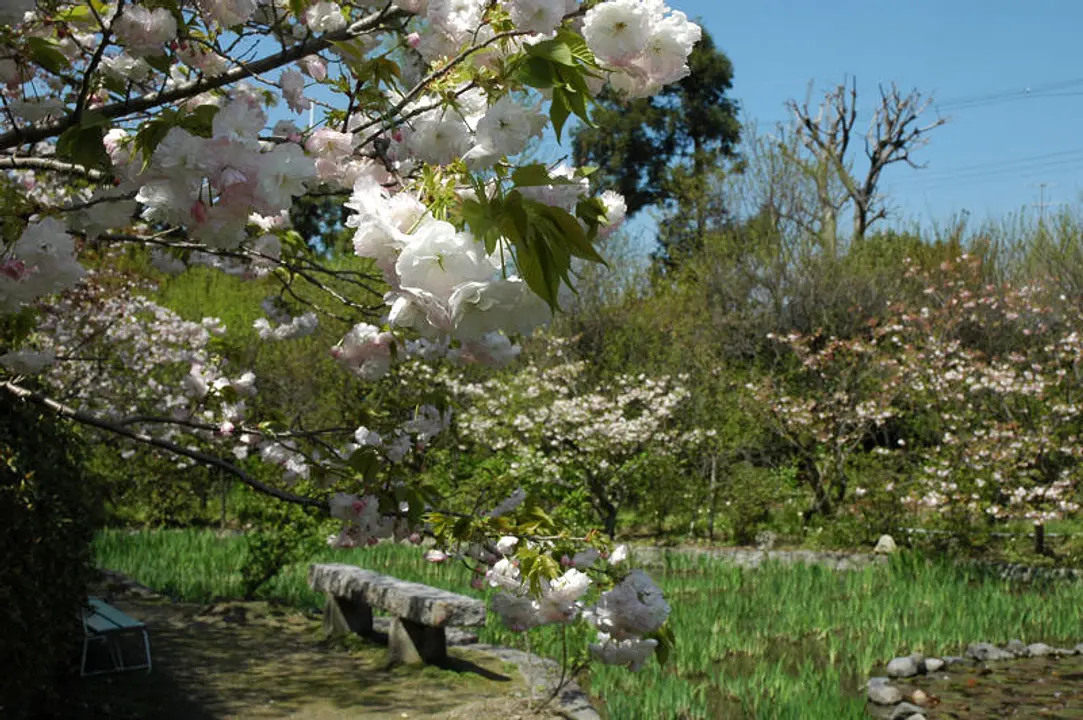 【梅宮大社】桜