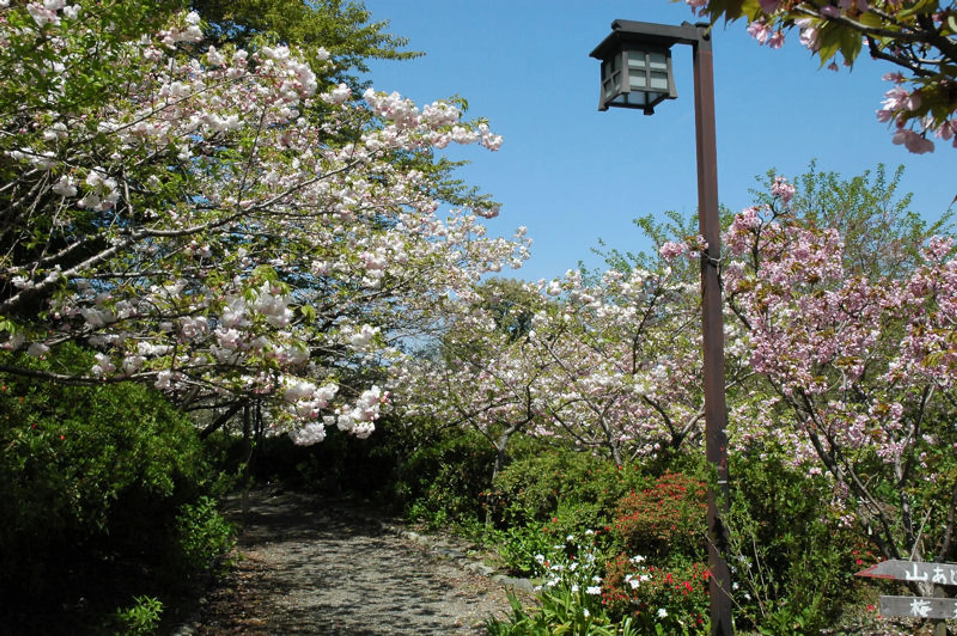 【梅宮大社】桜