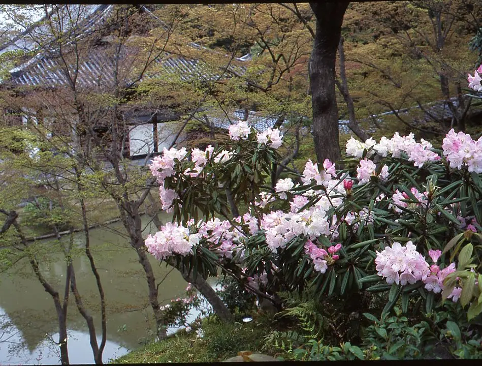 【高台寺】しゃくなげ