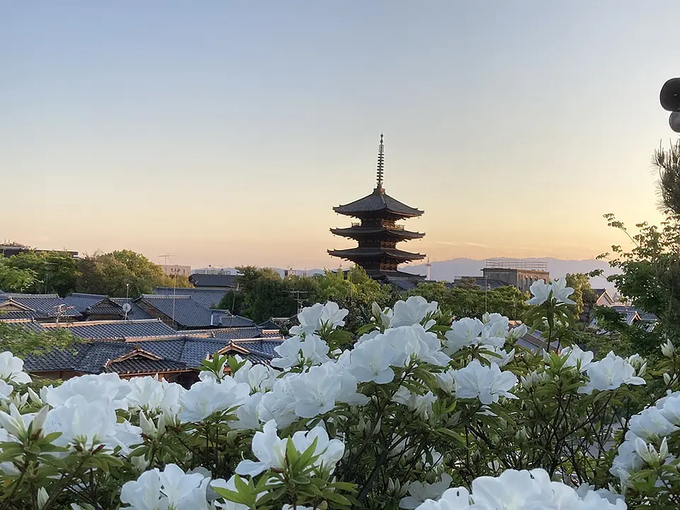 【高台寺】つつじ