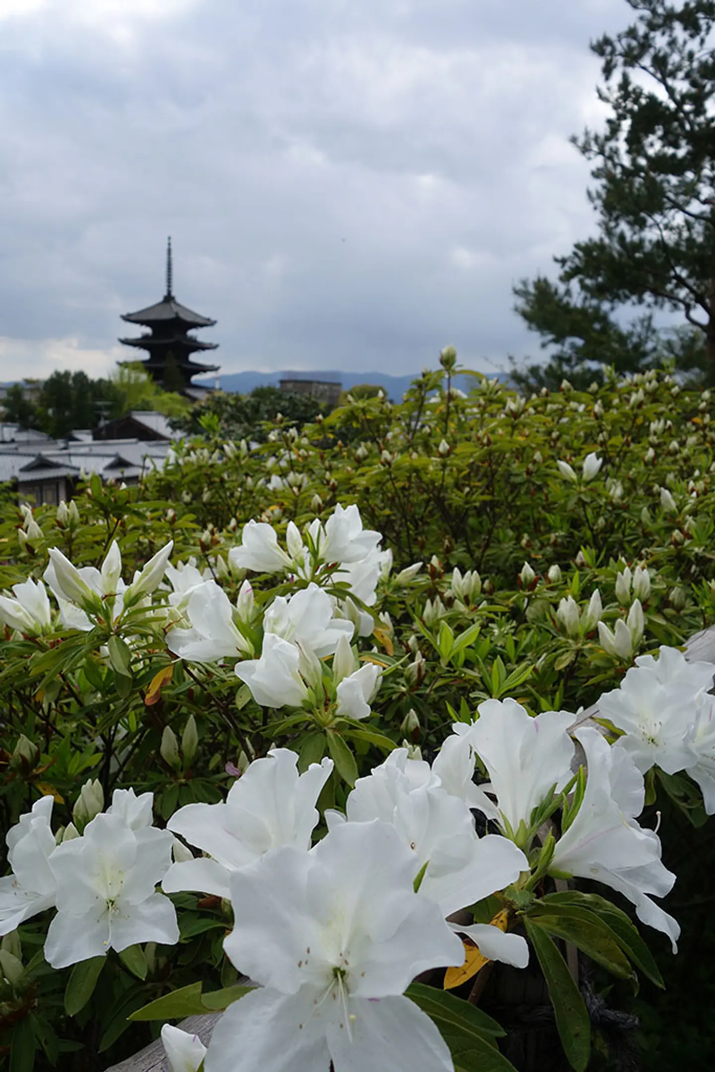 【高台寺】つつじ