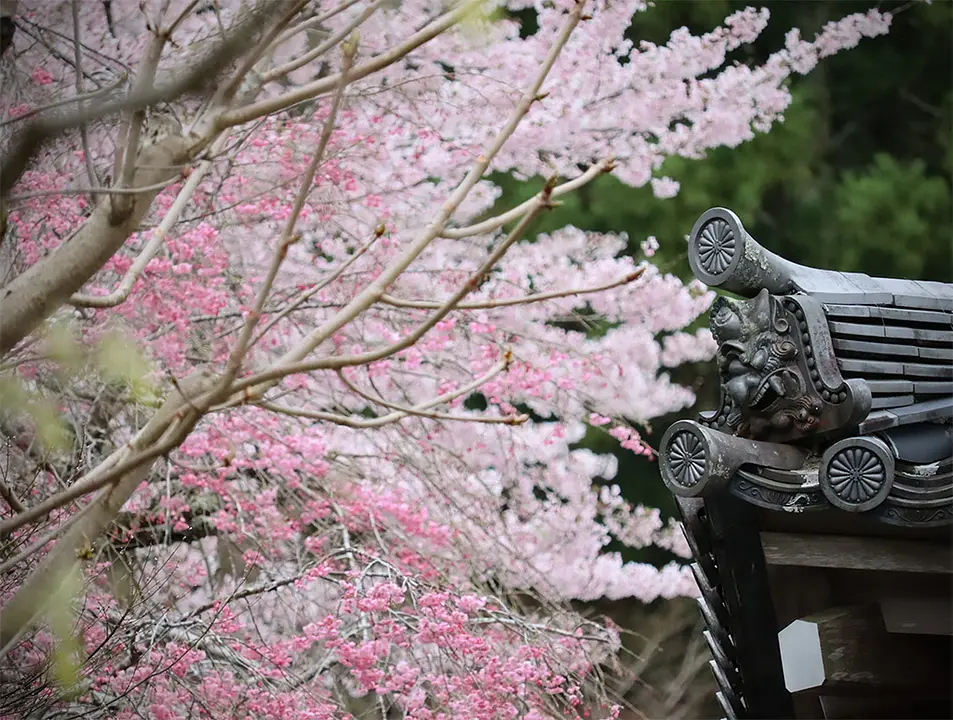 【三千院】桜