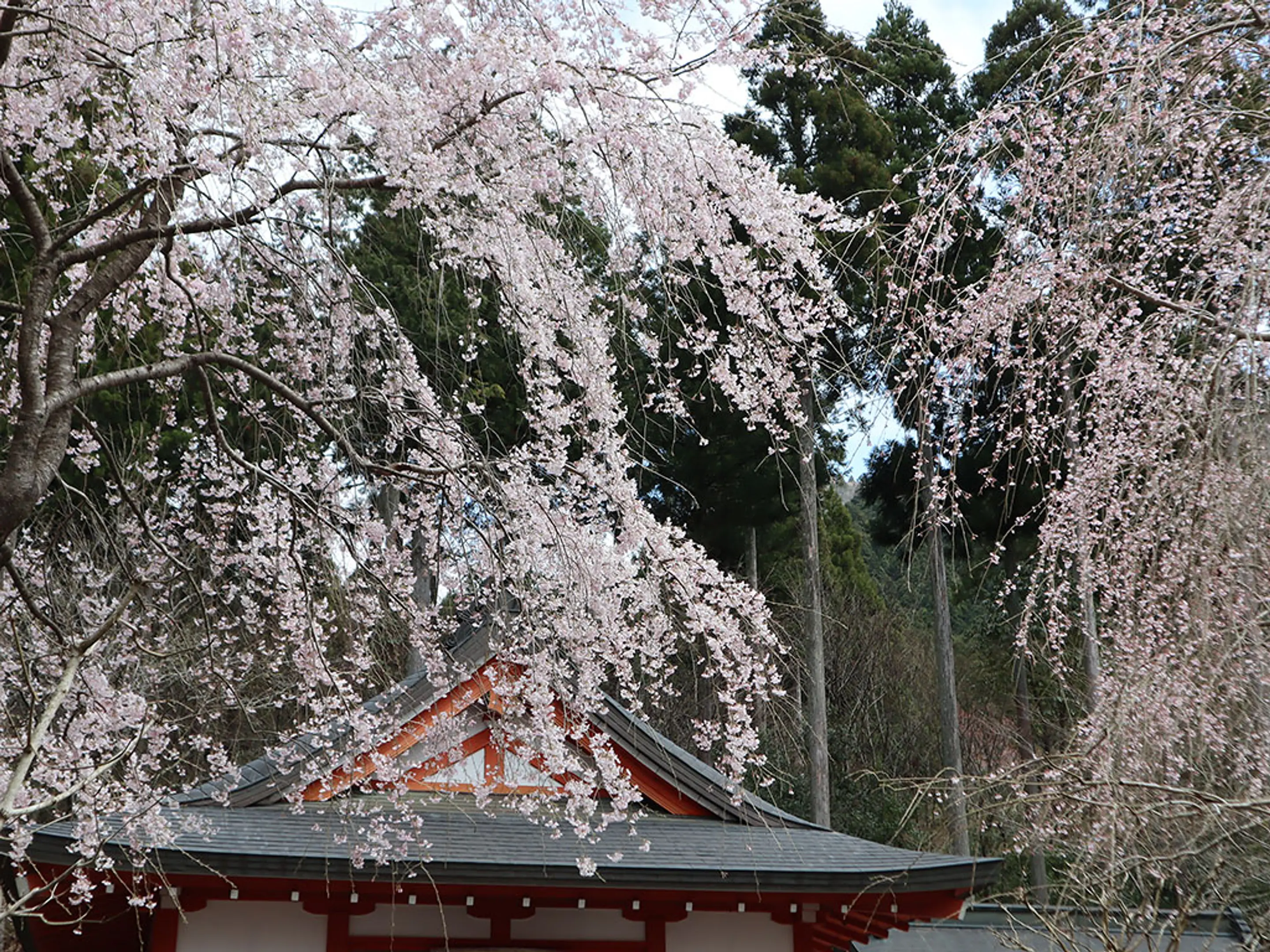 【三千院】桜