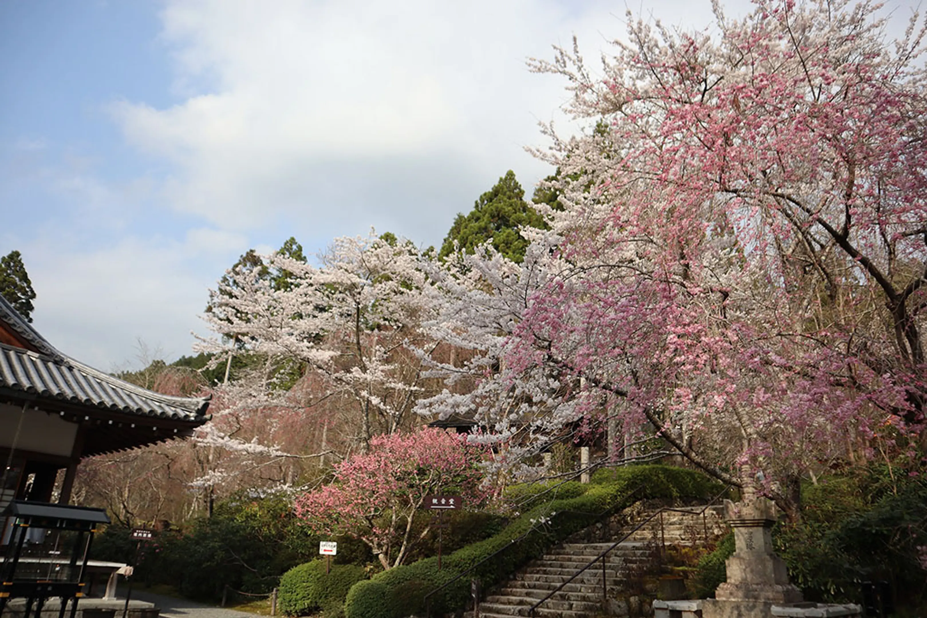 【三千院】桜