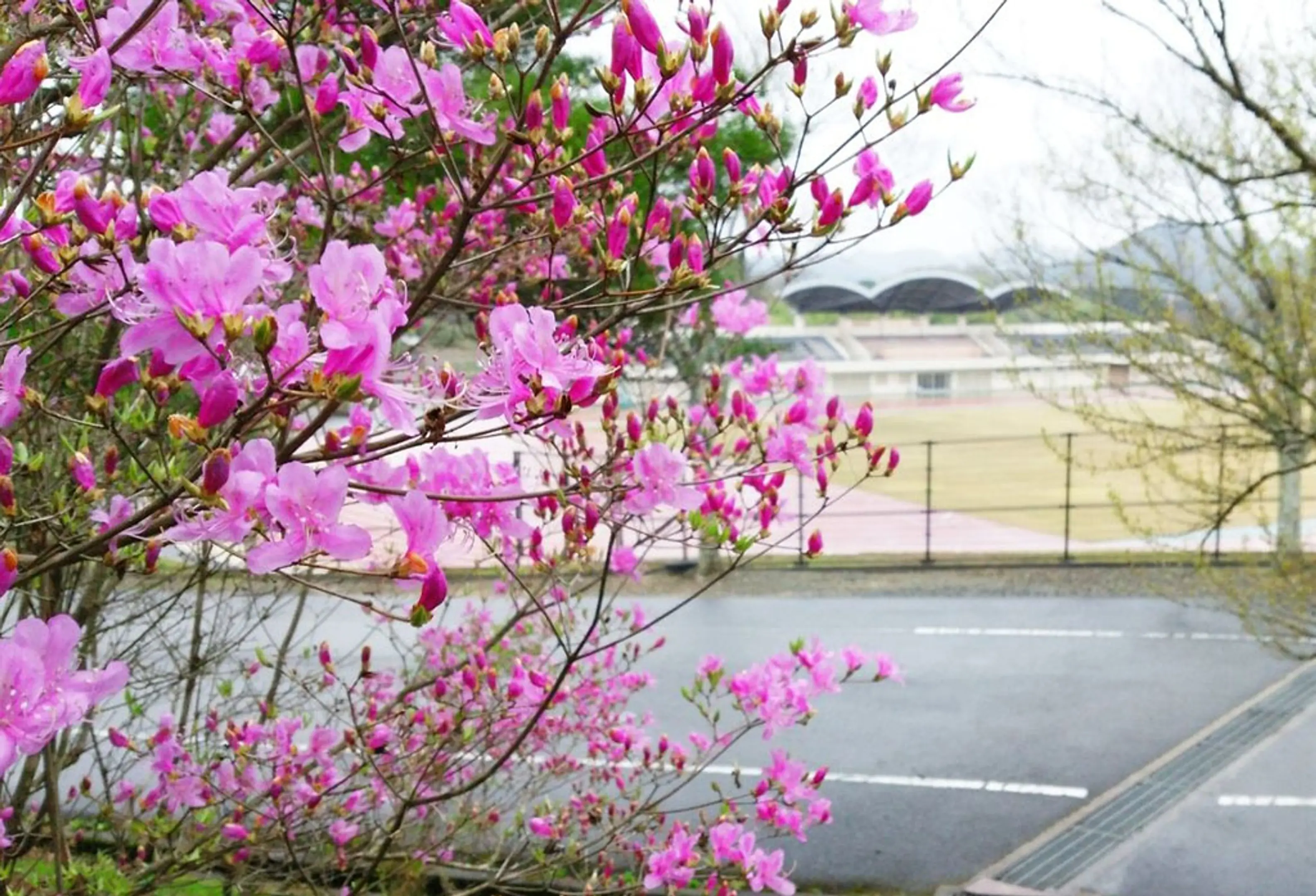 【京都府立丹波自然運動公園】つつじ、山つつじ