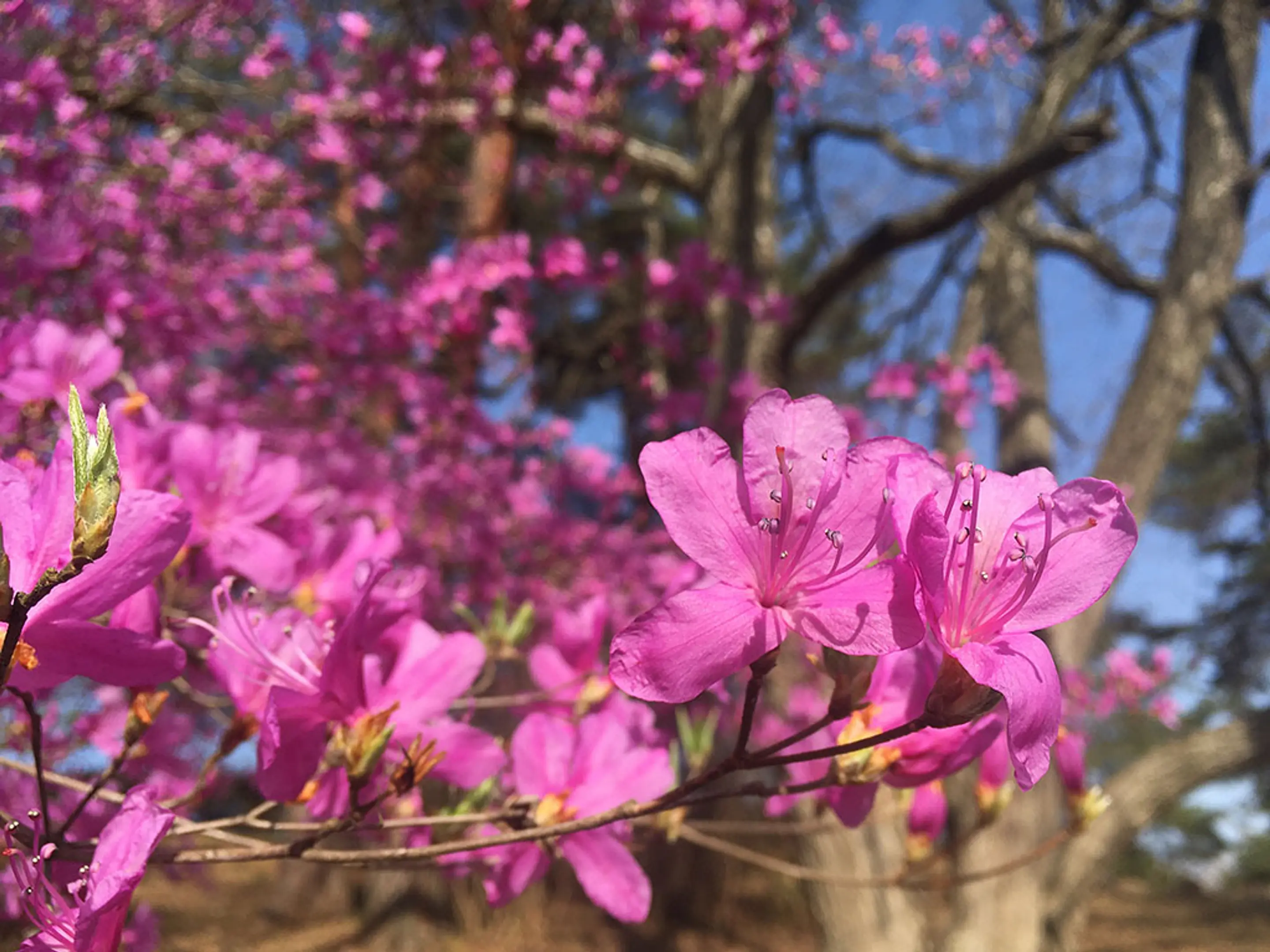 【京都府立丹波自然運動公園】つつじ、山つつじ