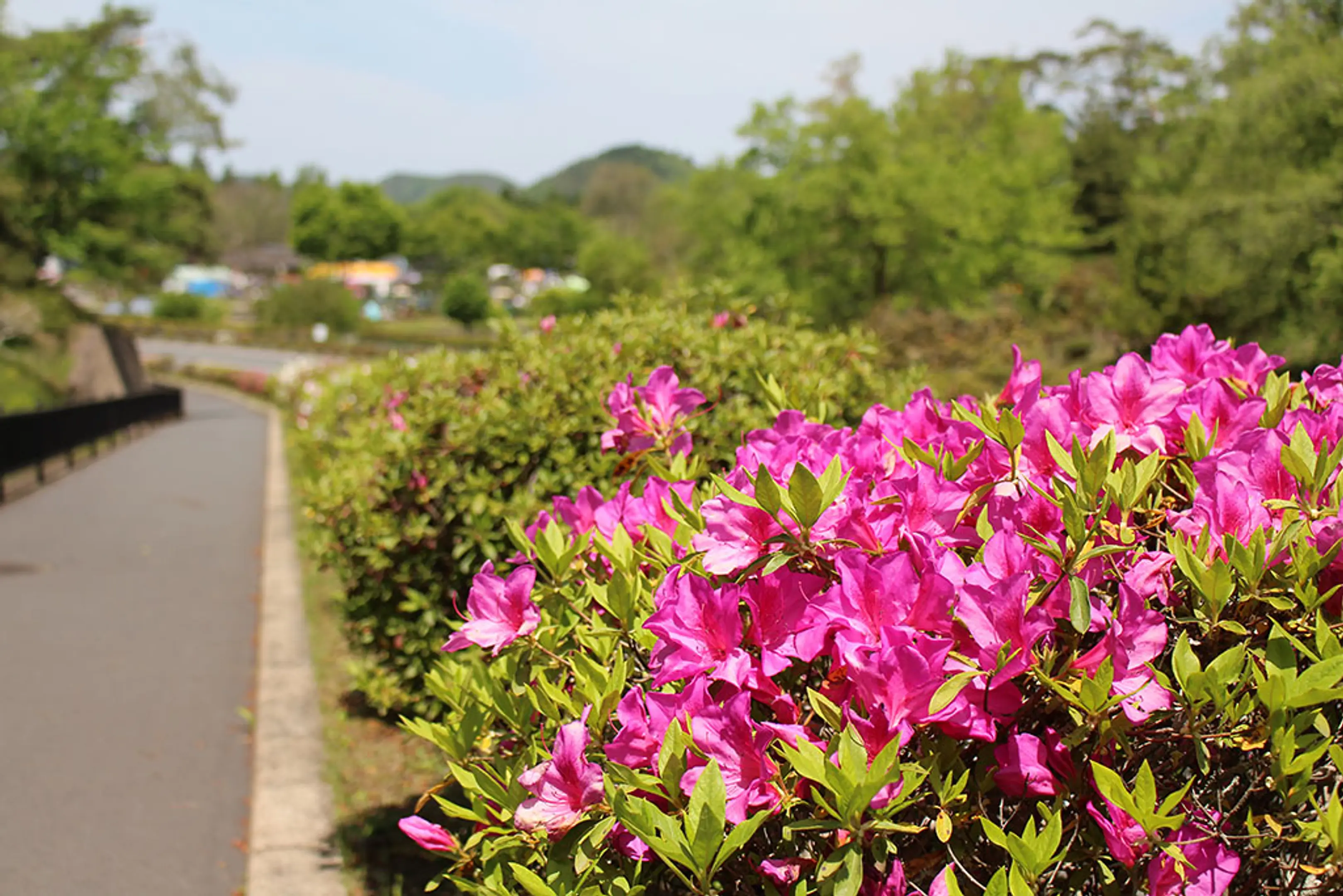 【京都府立丹波自然運動公園】つつじ、山つつじ