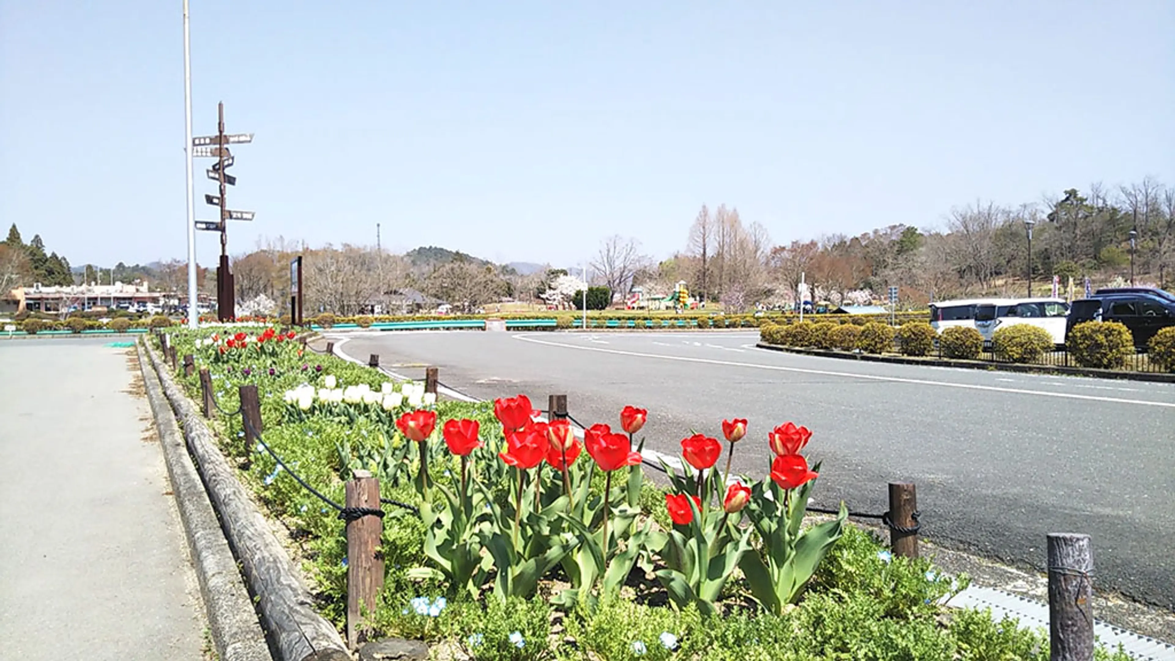 【京都府立丹波自然運動公園】チューリップ