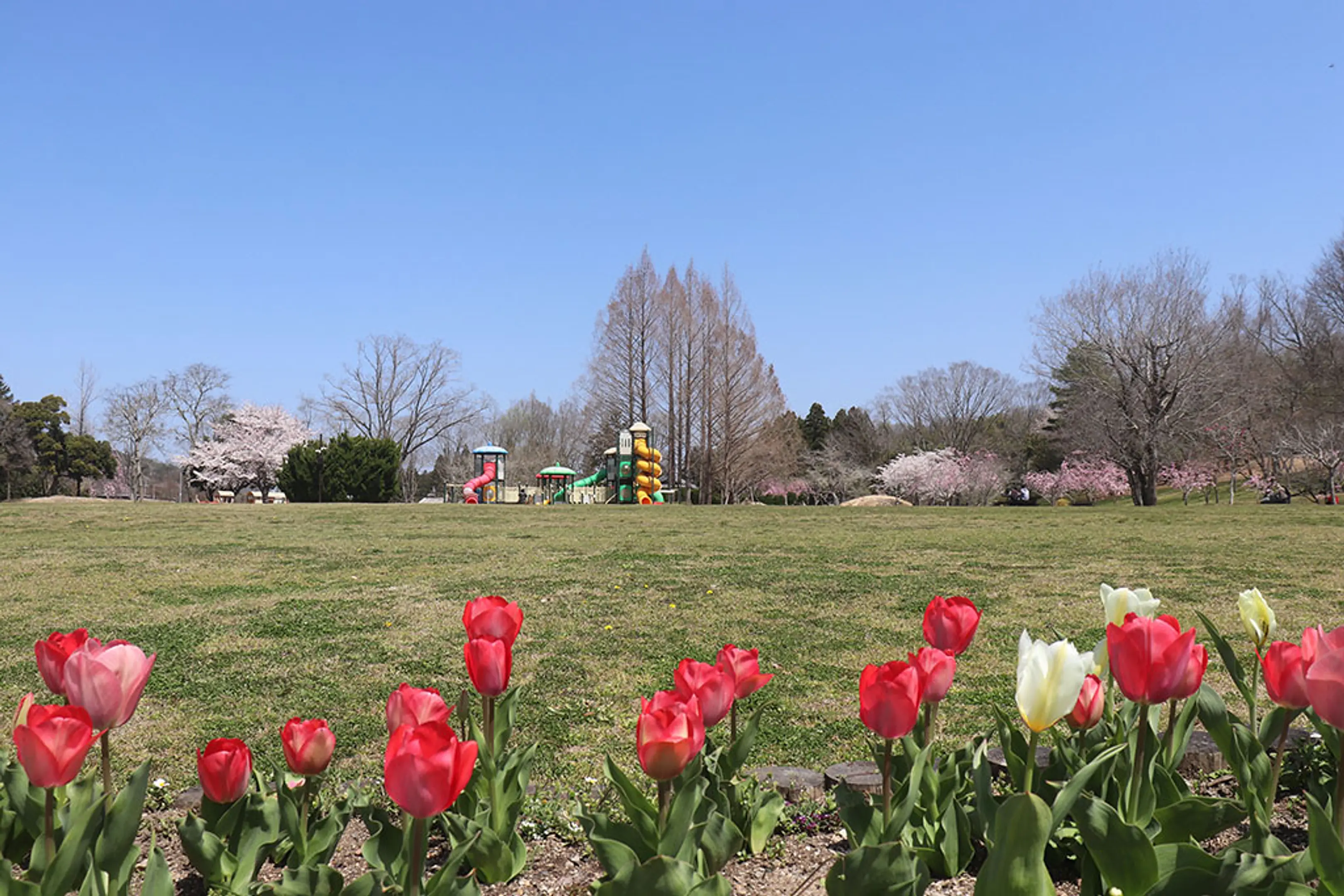 【京都府立丹波自然運動公園】チューリップ