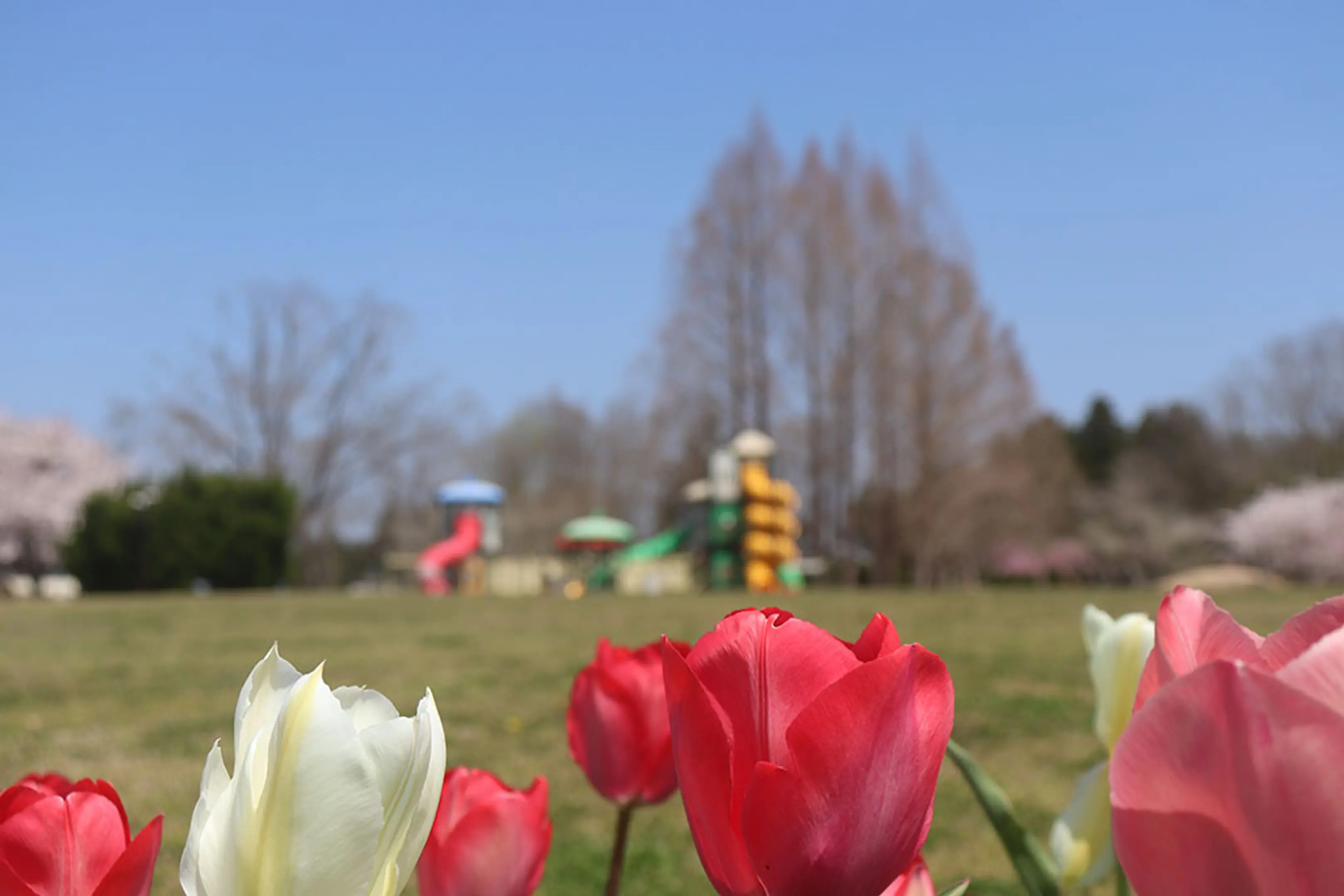 【京都府立丹波自然運動公園】チューリップ