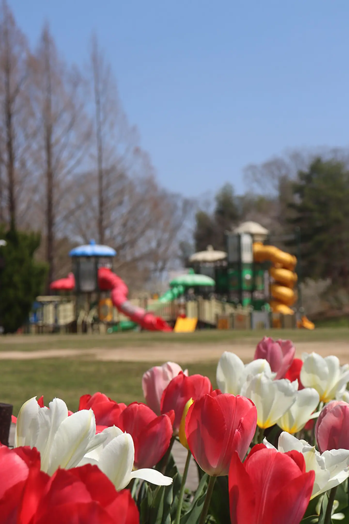 【京都府立丹波自然運動公園】チューリップ