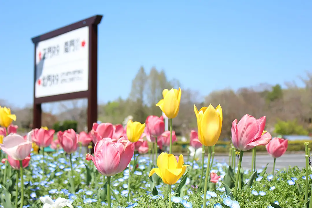 【京都府立丹波自然運動公園】チューリップ