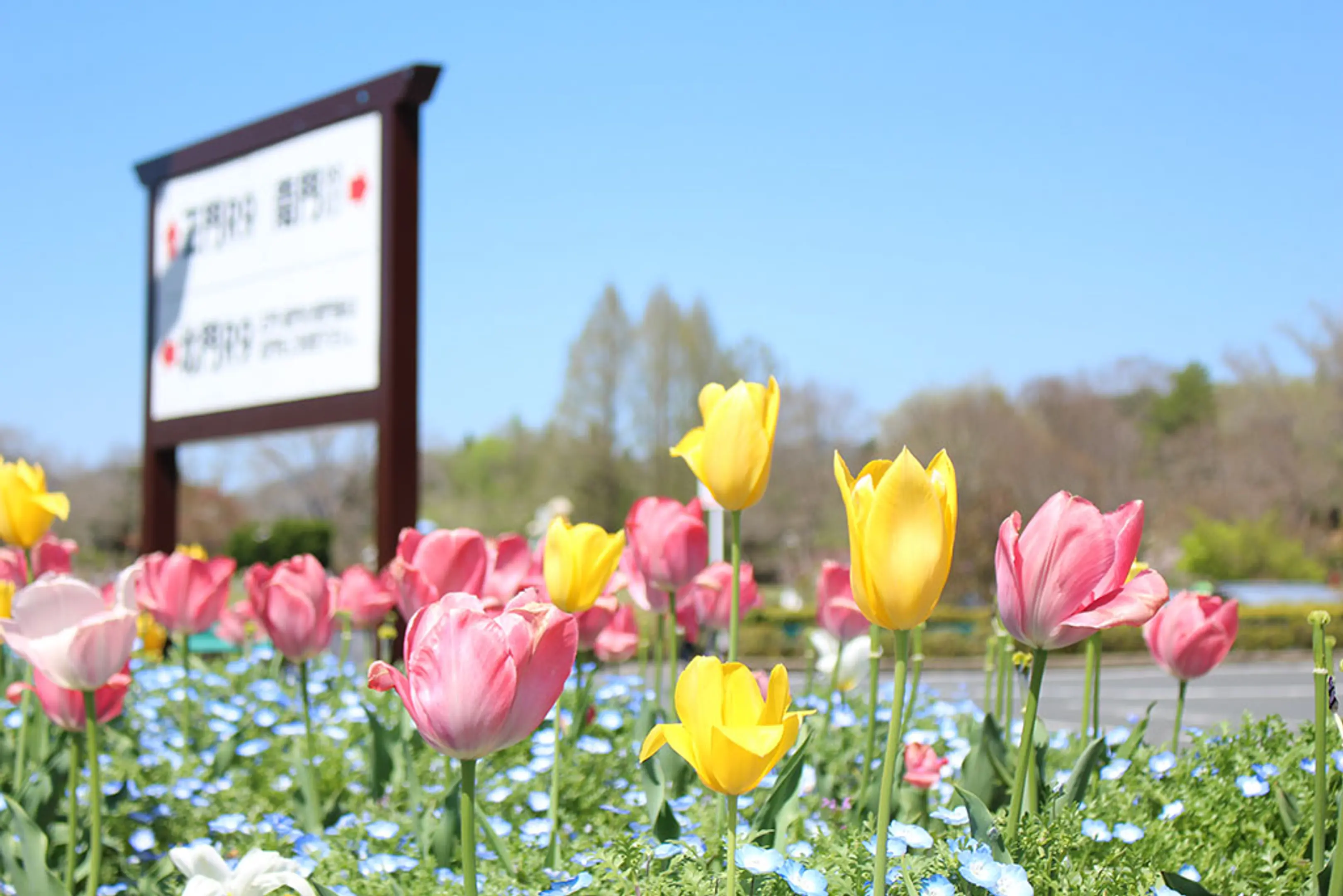 【京都府立丹波自然運動公園】チューリップ