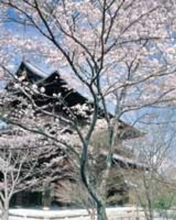 桜　南禅寺