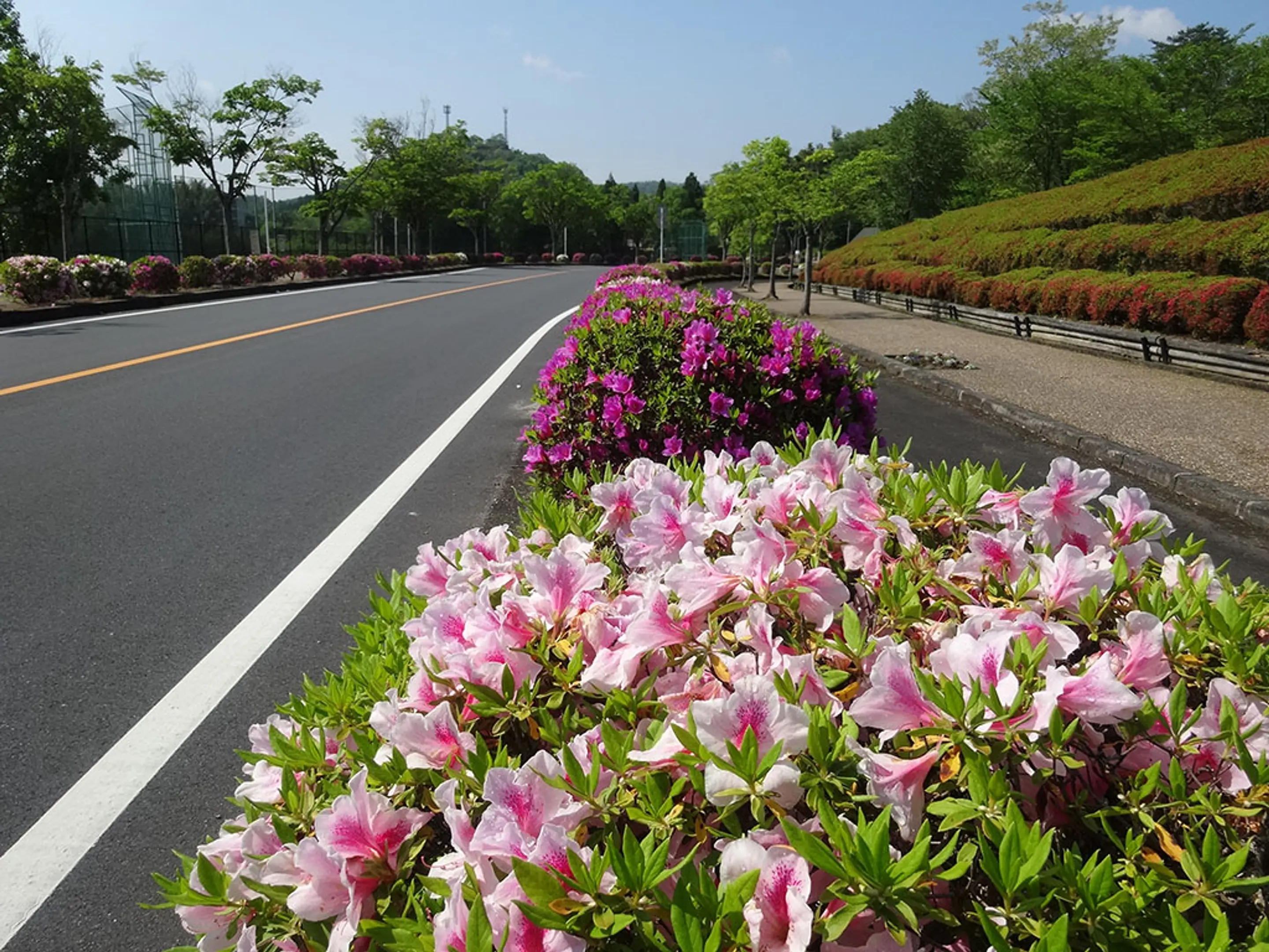 【京都府立丹波自然運動公園】つつじ、山つつじ