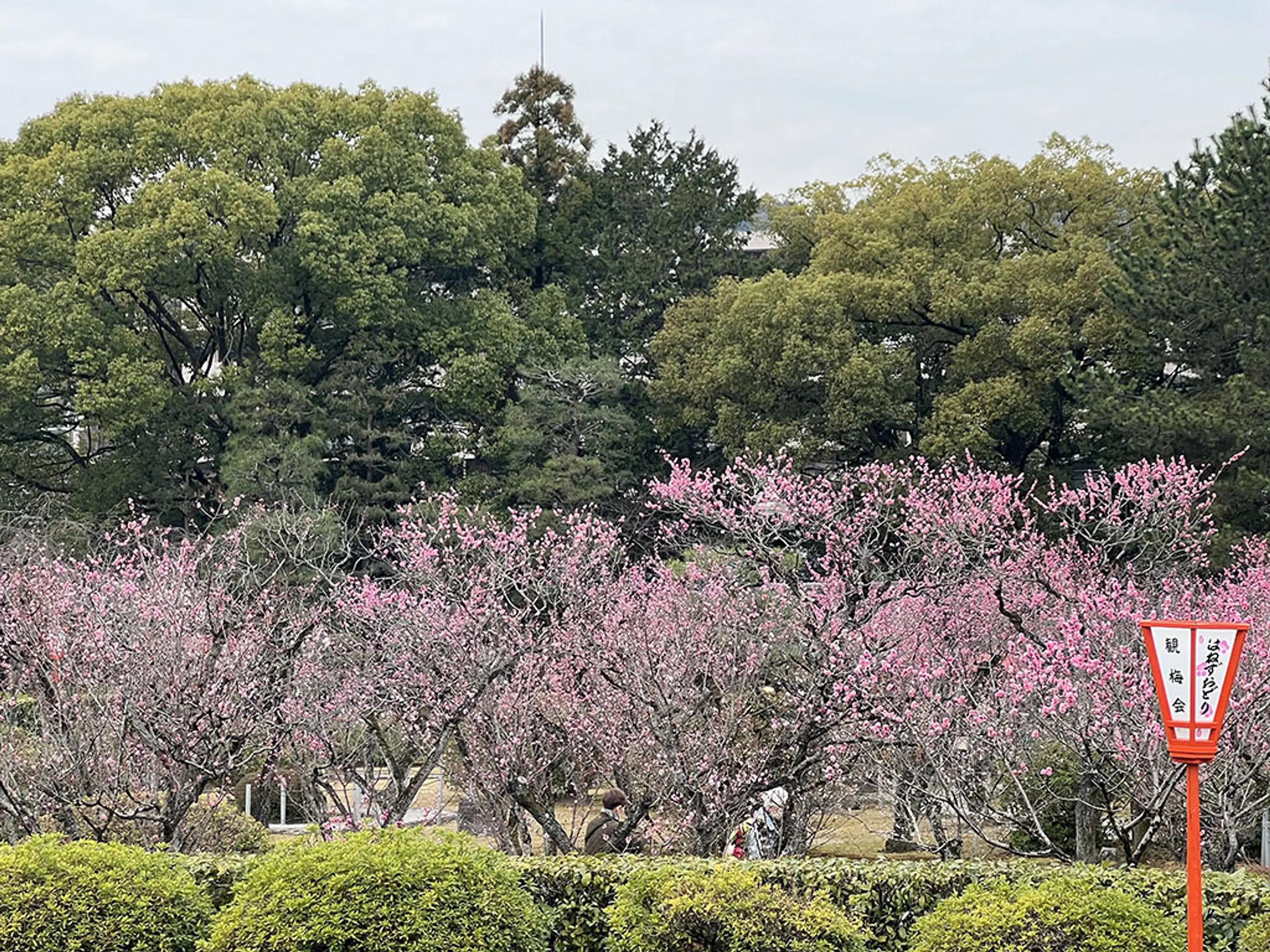 【隨心院（小野梅園）】梅