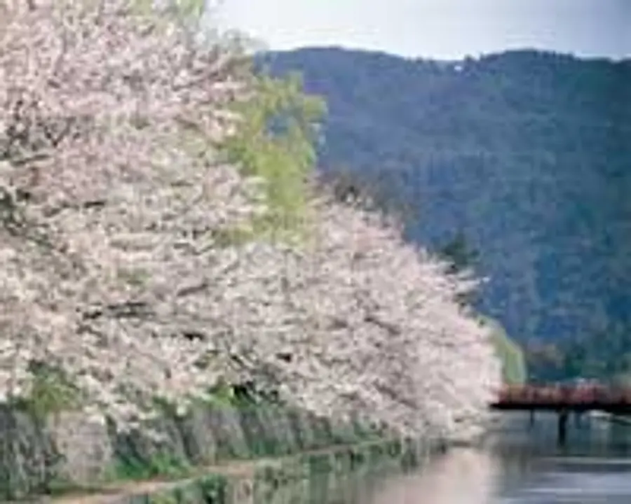 桜　岡崎疏水