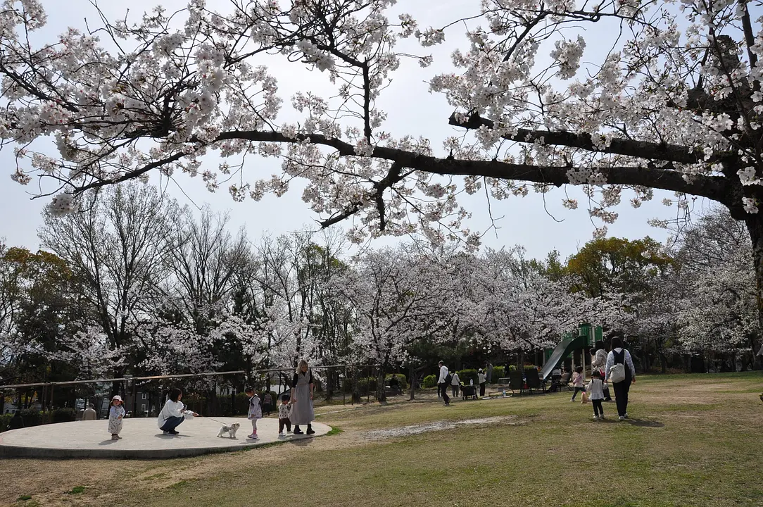 さくら近隣公園.JPG