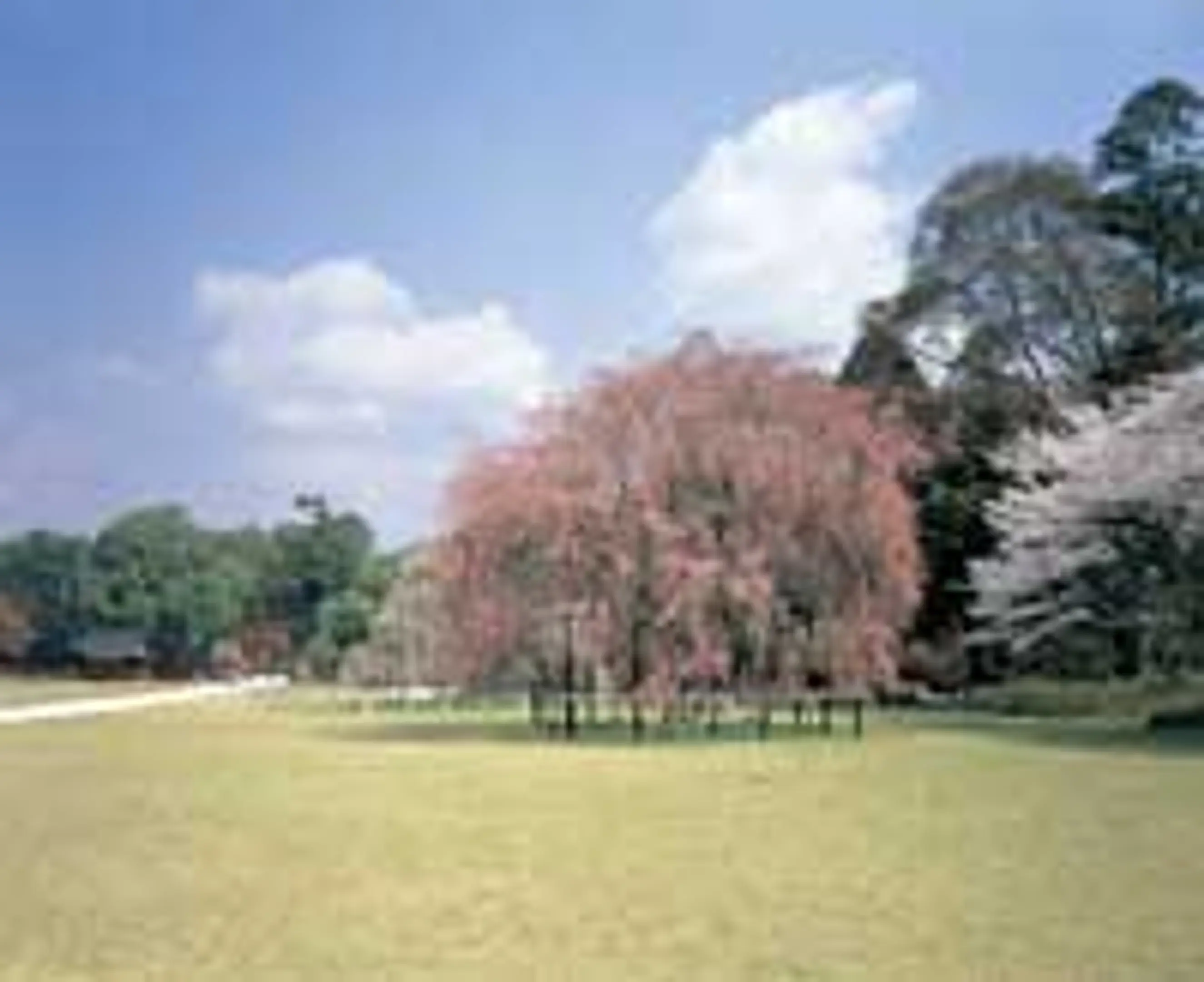 桜　上賀茂神社