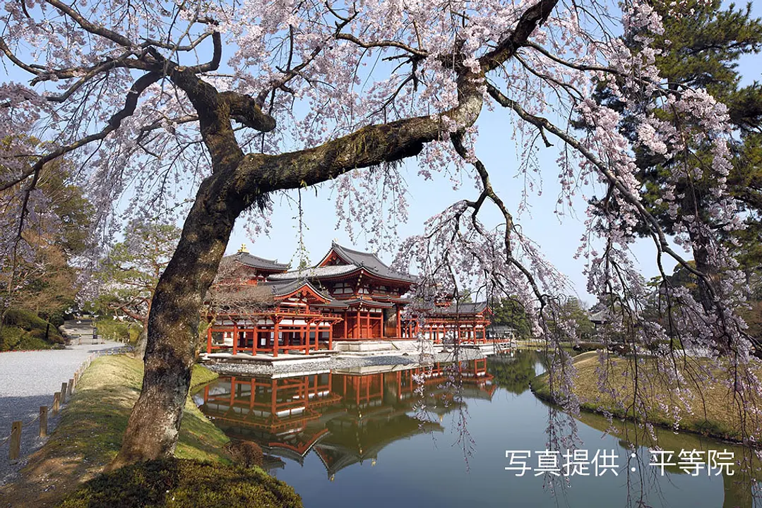 【平等院】桜