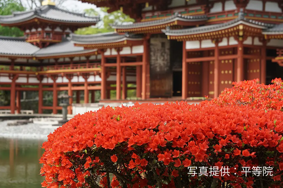 【平等院】きりしまつつじ