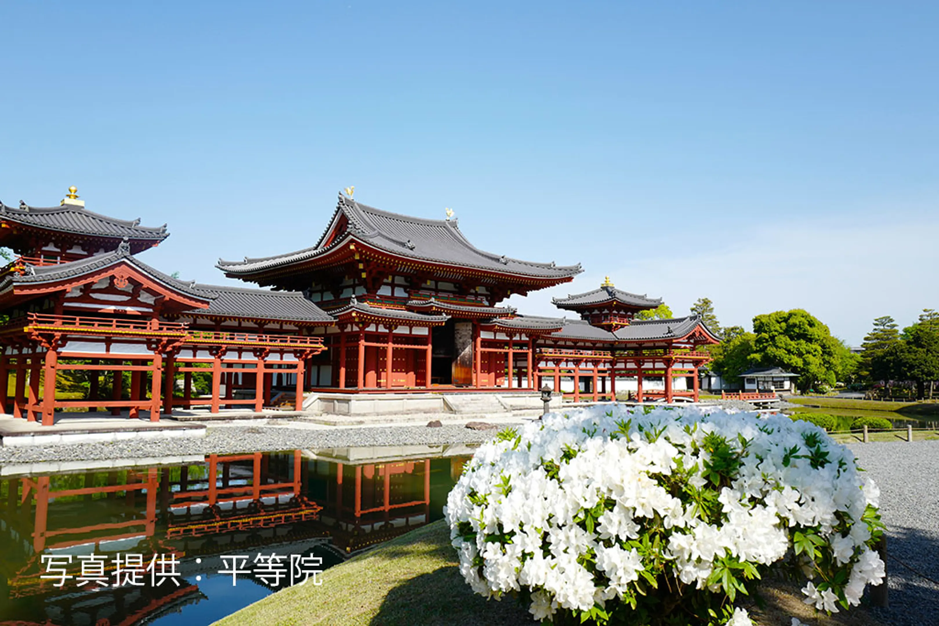 【平等院】平戸つつじ