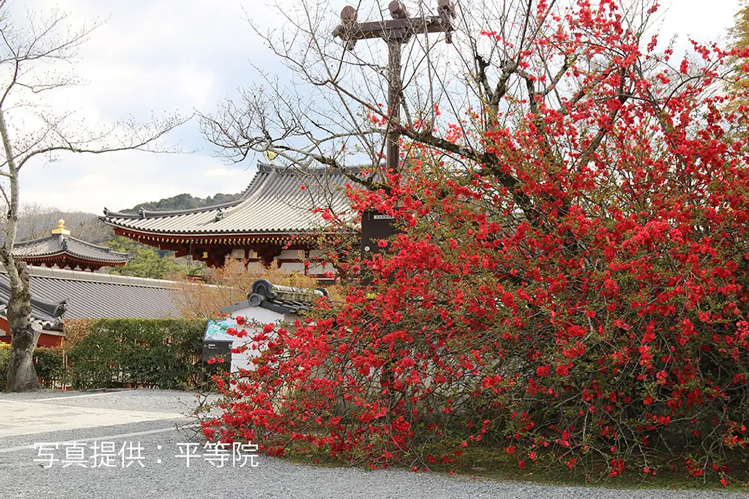 【平等院】木瓜(ぼけ)