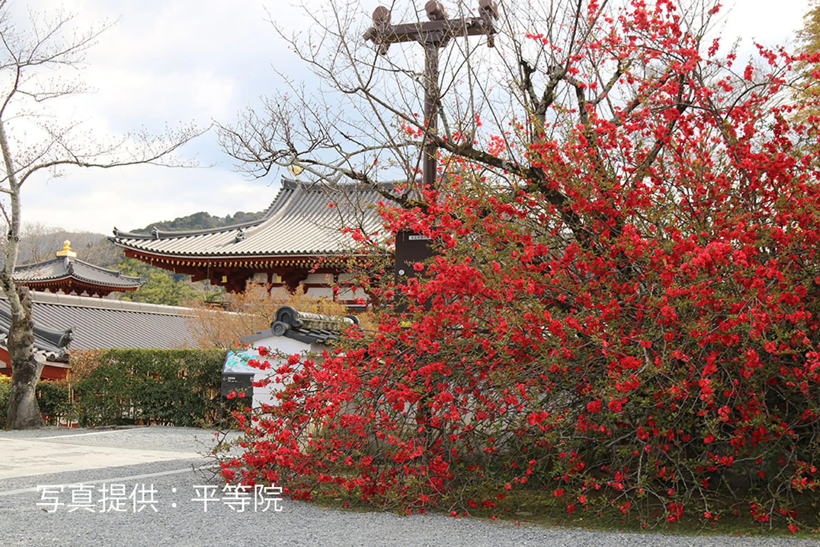 【平等院】木瓜(ぼけ)