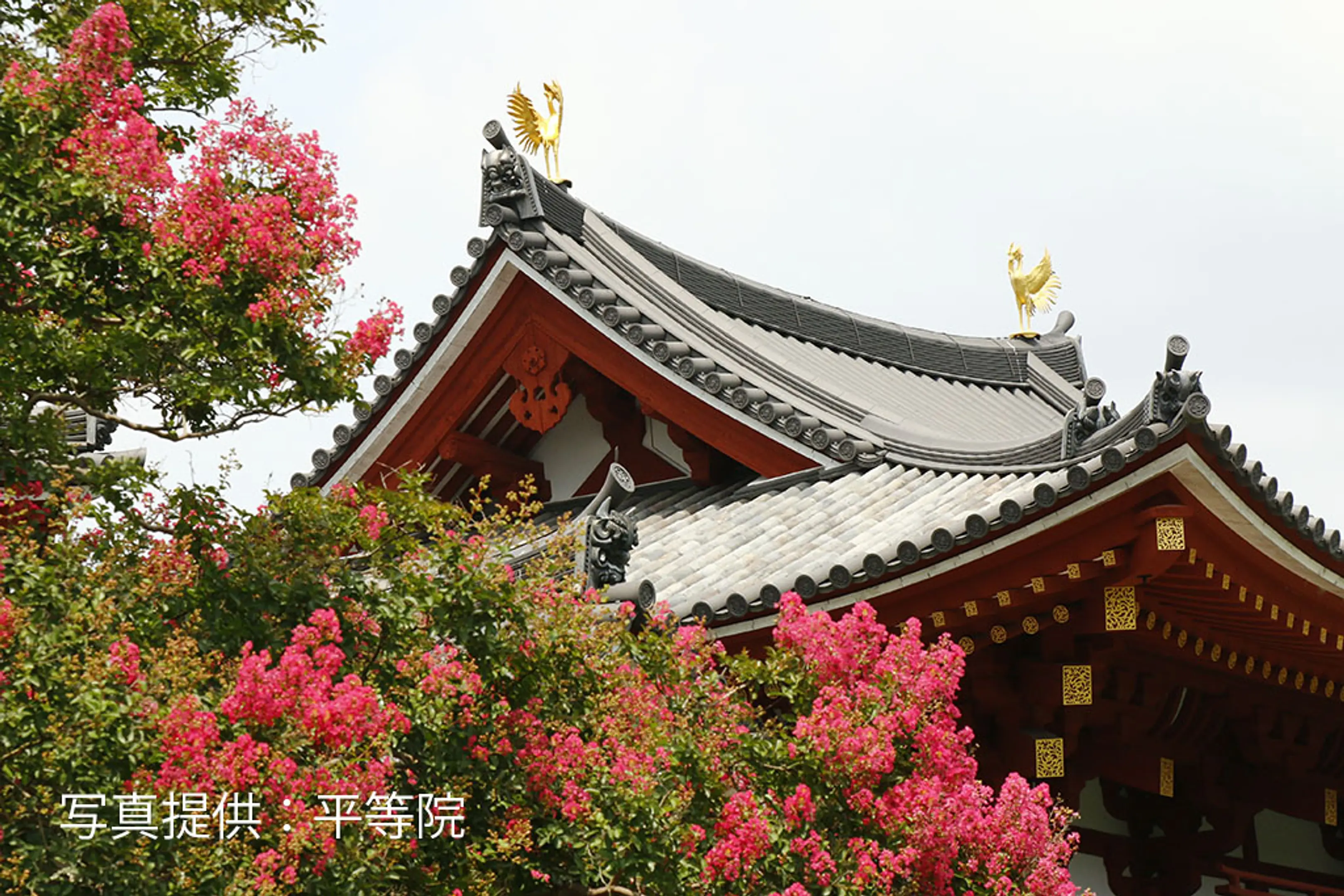 【平等院】サルスベリ