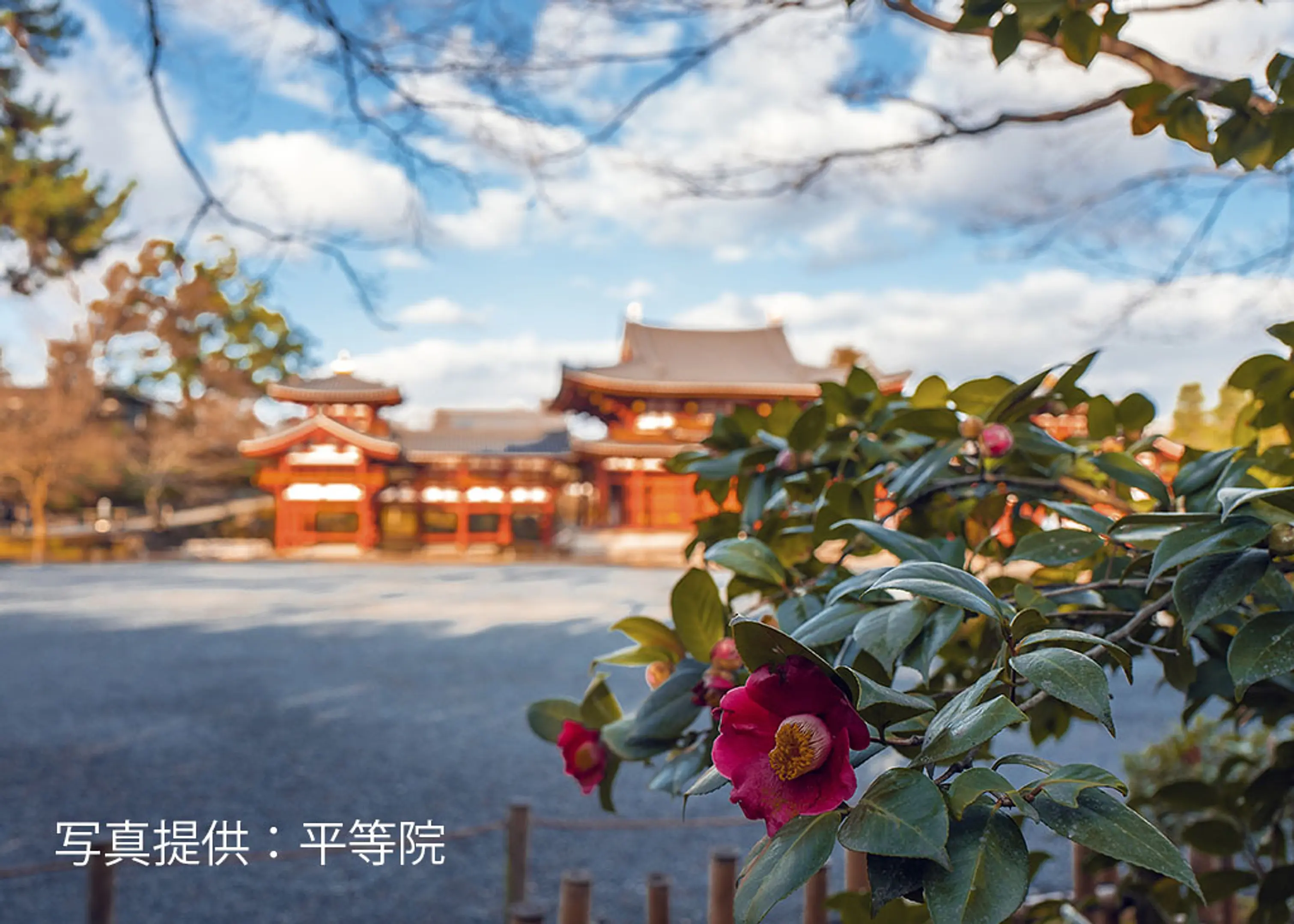 【平等院】室町椿