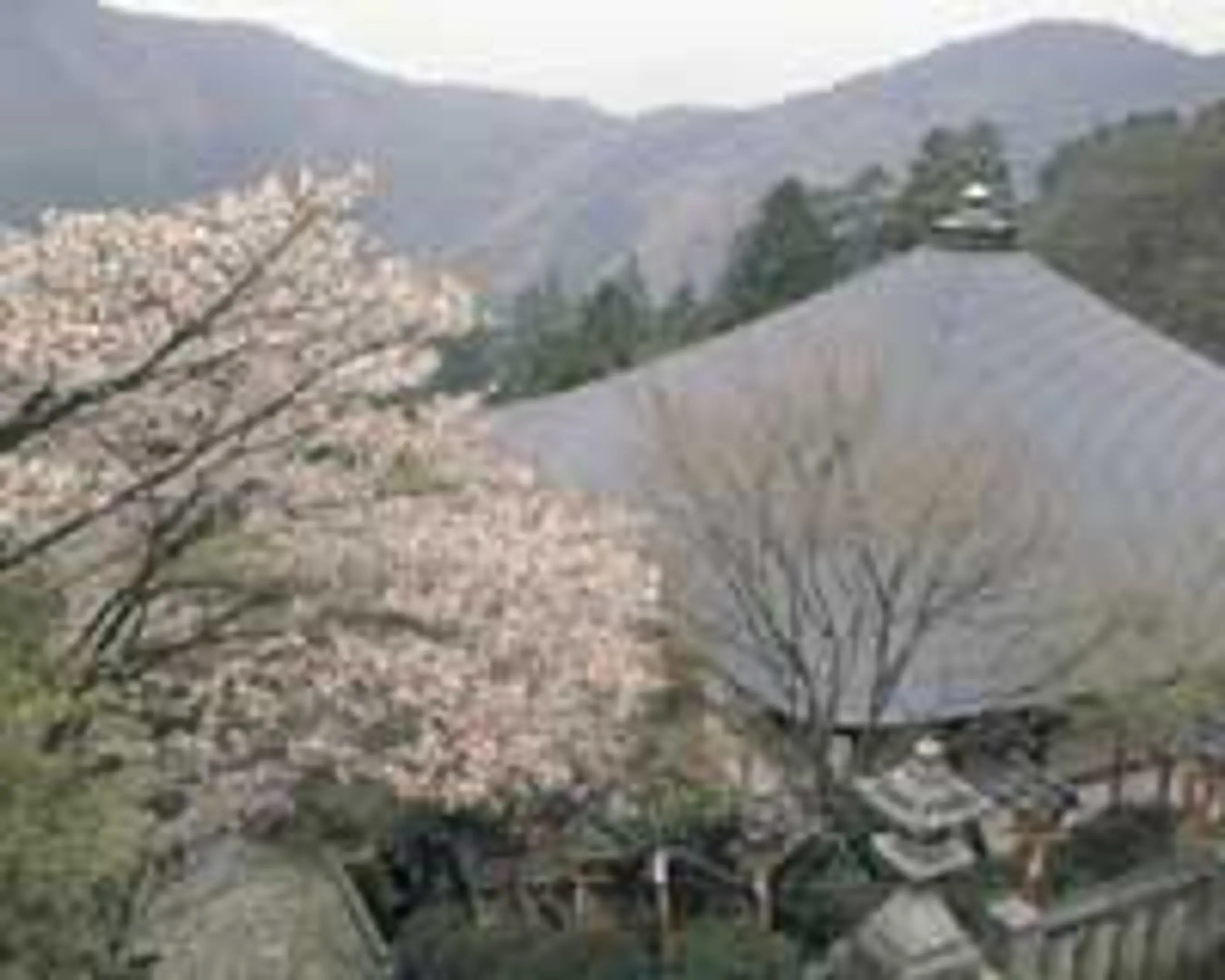 桜　鞍馬寺