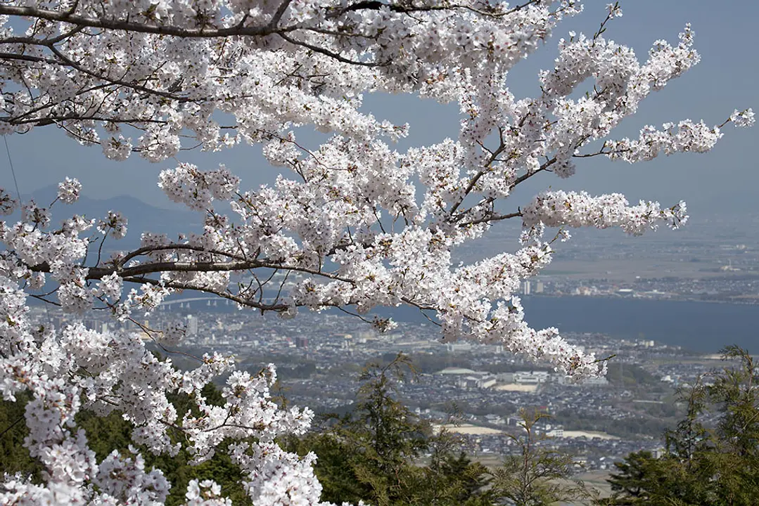 【奥比叡ドライブウェイ】桜