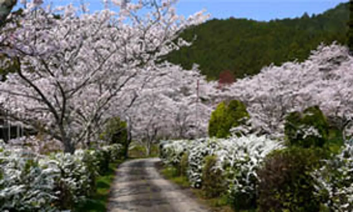 【池上院】桜