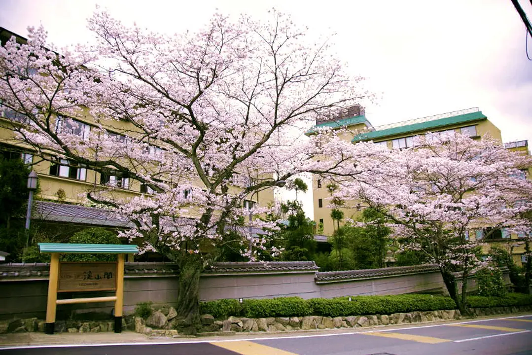 【湯の花温泉】桜