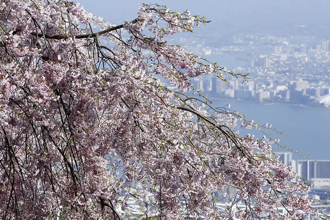 【比叡山ドライブウェイ】桜