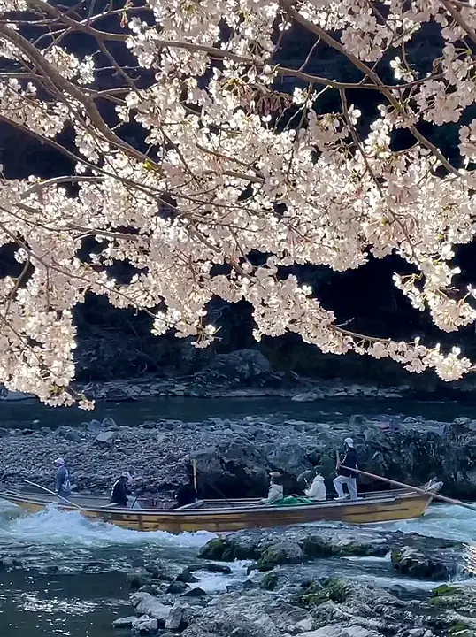 【保津峡】桜