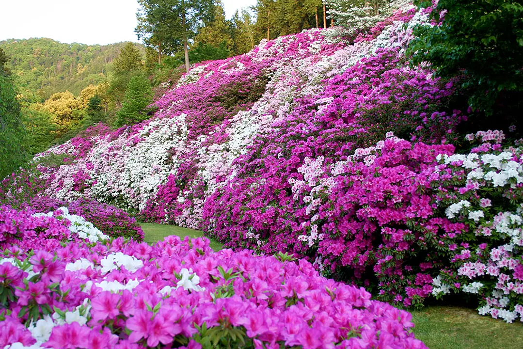 【三室戸寺】平戸つつじ