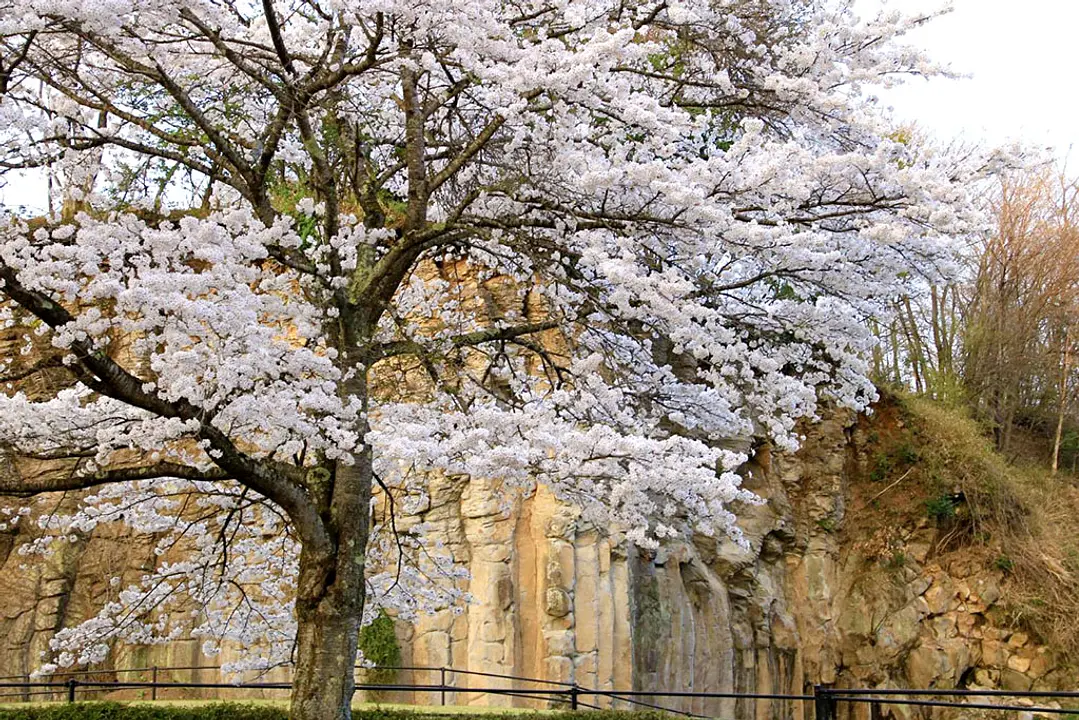 【やくの玄武岩公園】桜