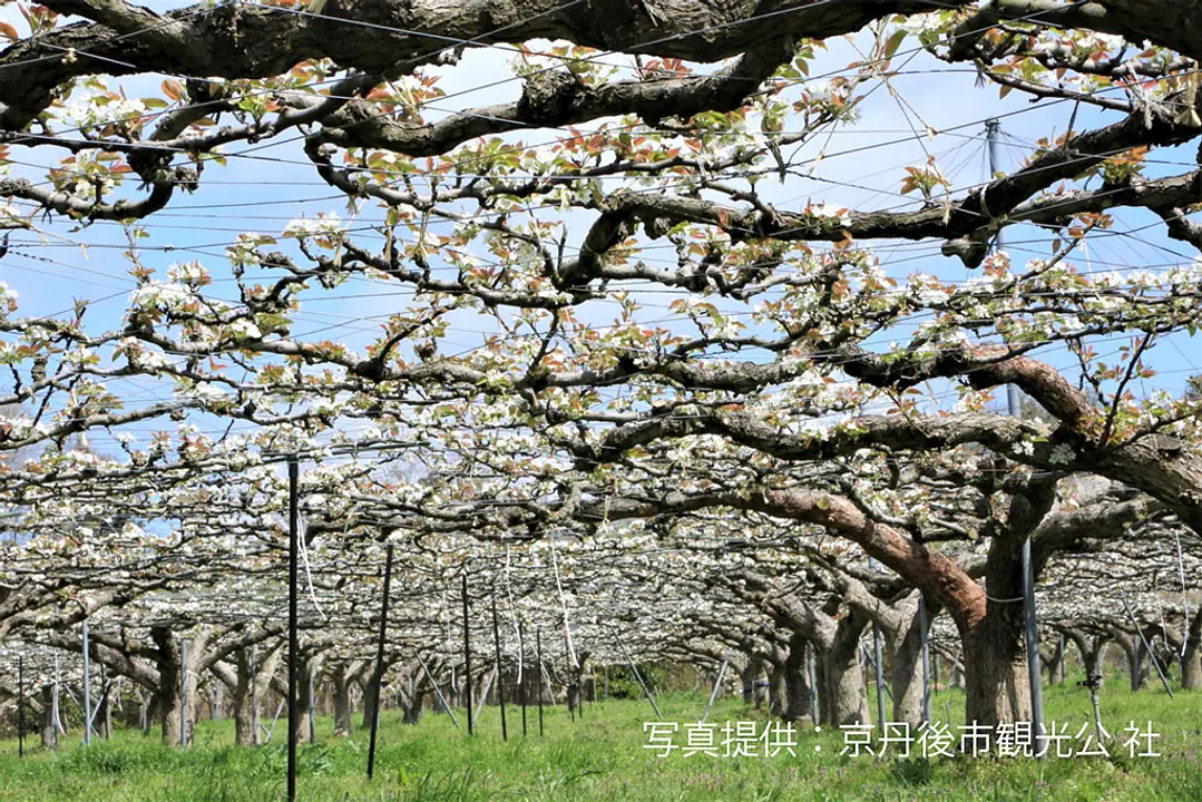 【久美浜町平田】梨の花