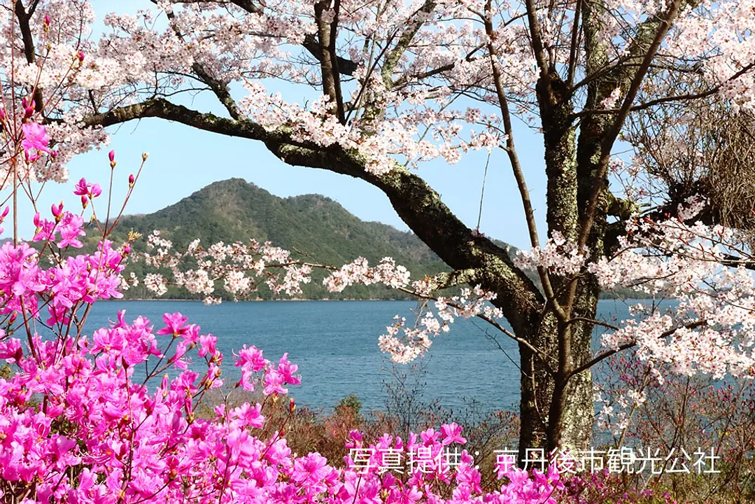 【東山公園】つつじ