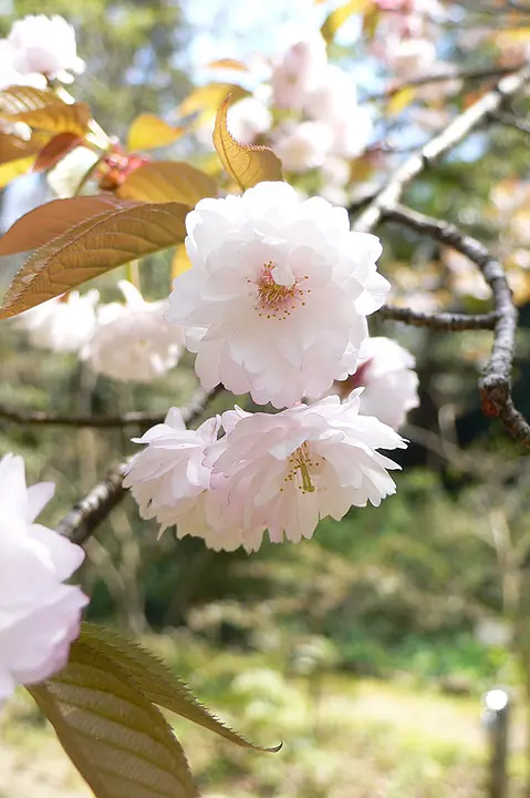 【大本本部（亀岡市）】桜