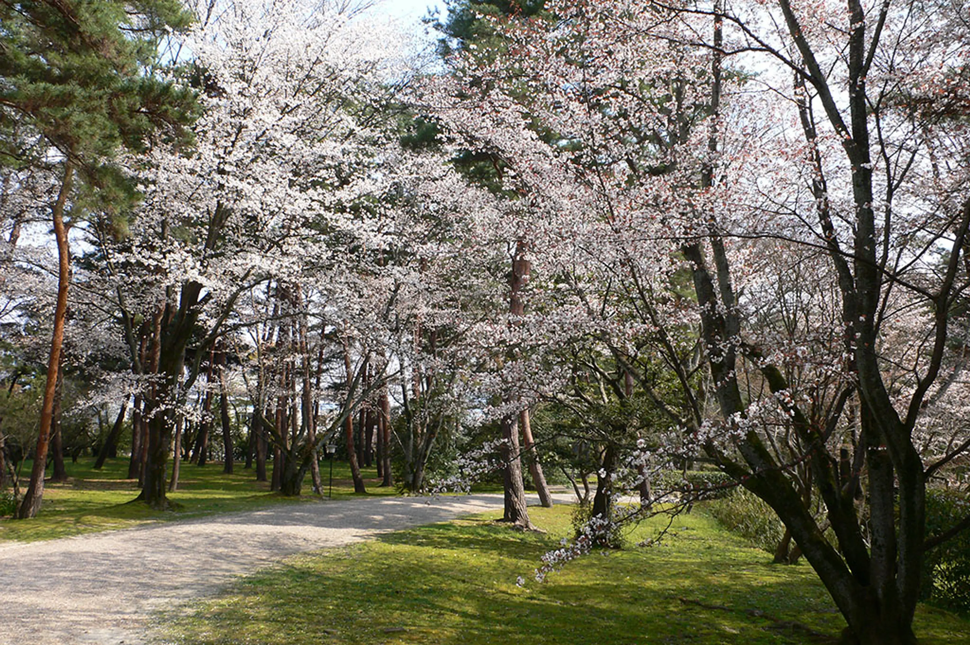 【大本本部（亀岡市）】桜