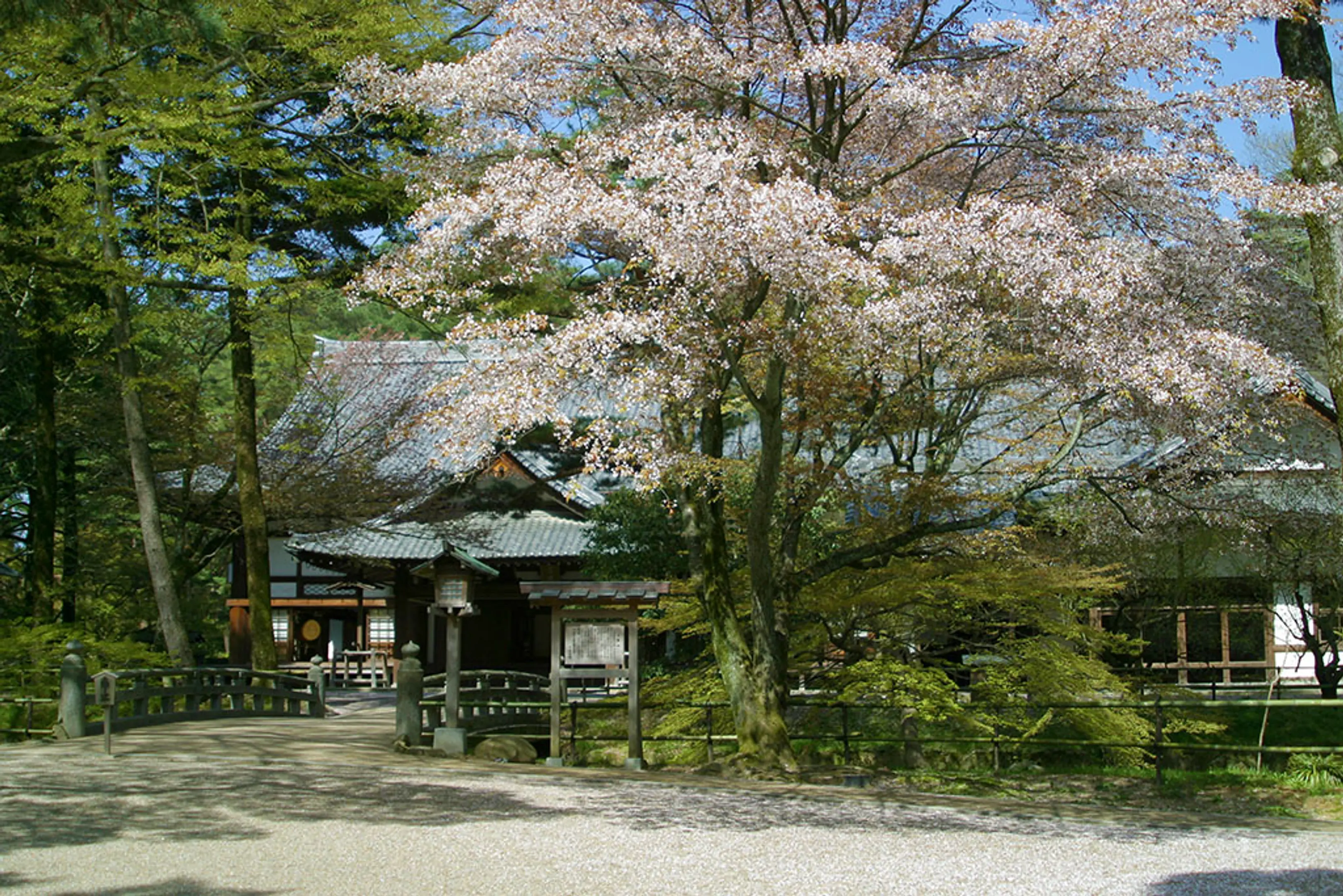 【大本本部（亀岡市）】桜