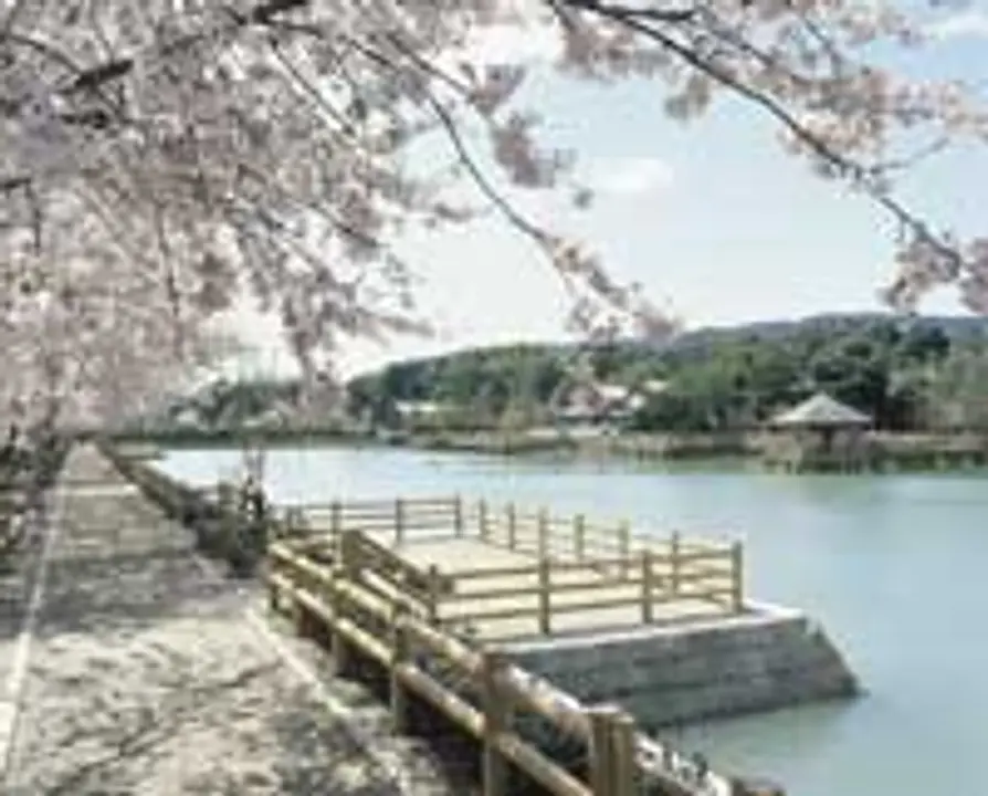 【長岡天満宮】桜