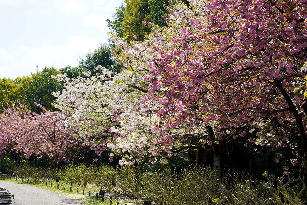 【宇治市植物公園】桜