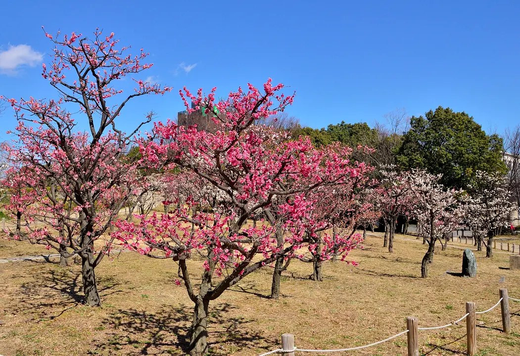 【梅小路公園】梅