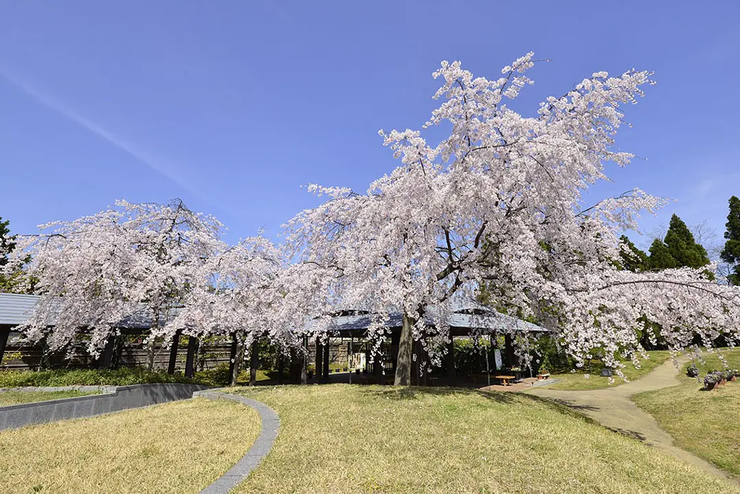 【梅小路公園】桜