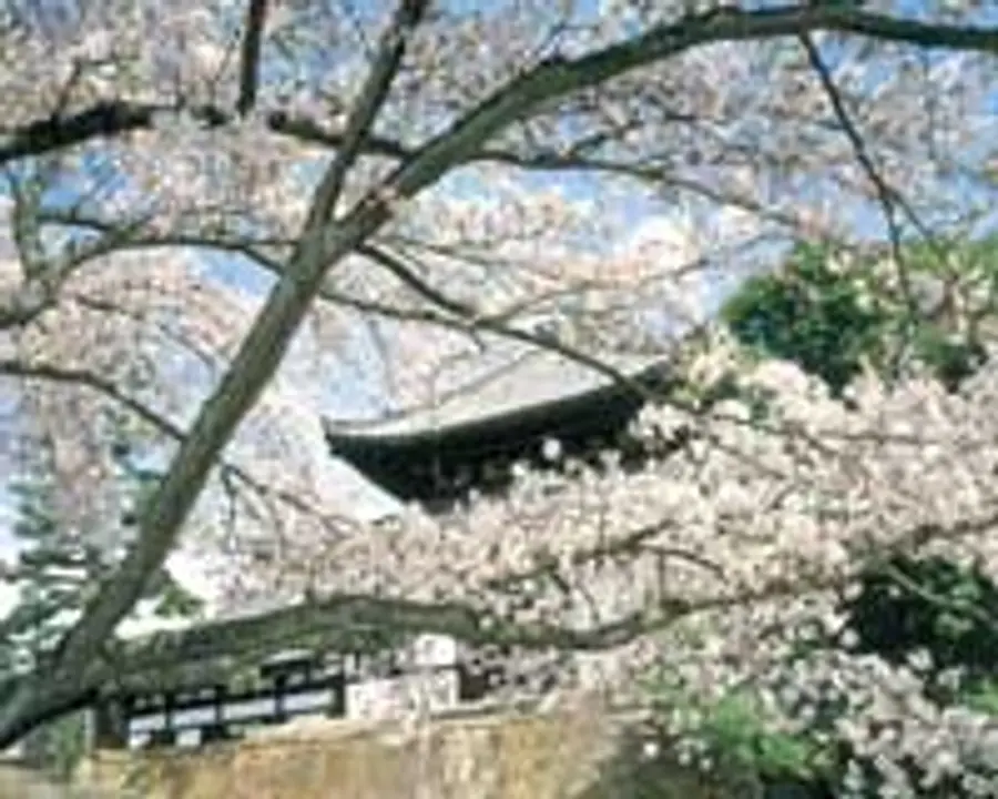 桜　金戒光明寺