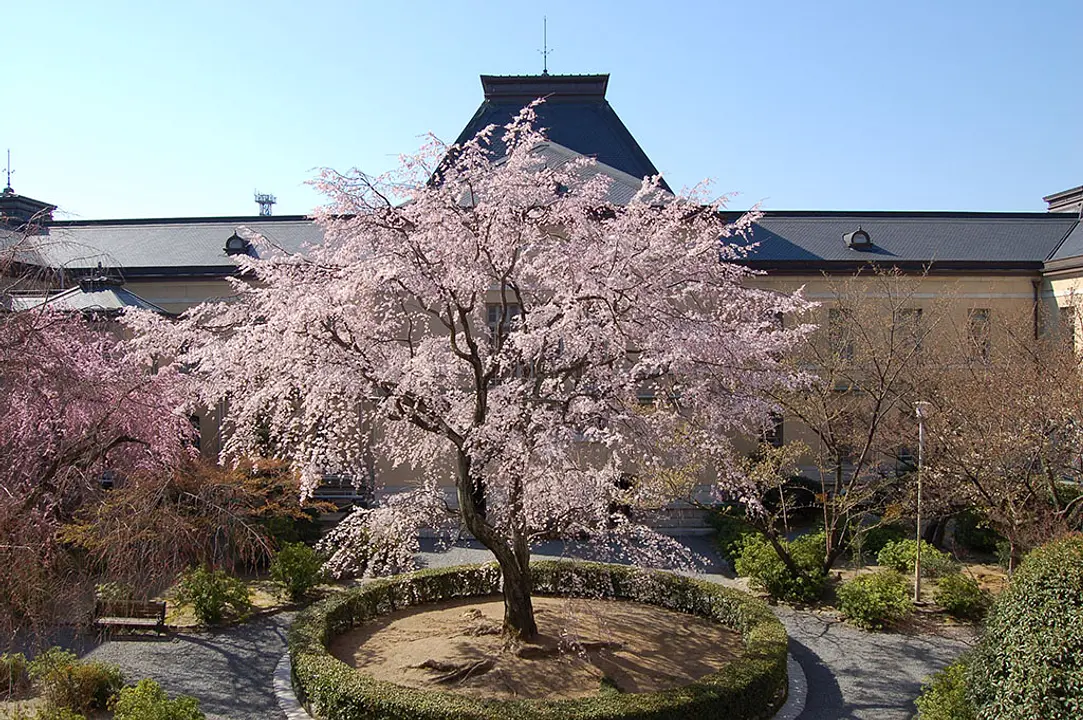 【京都府庁旧本館】桜