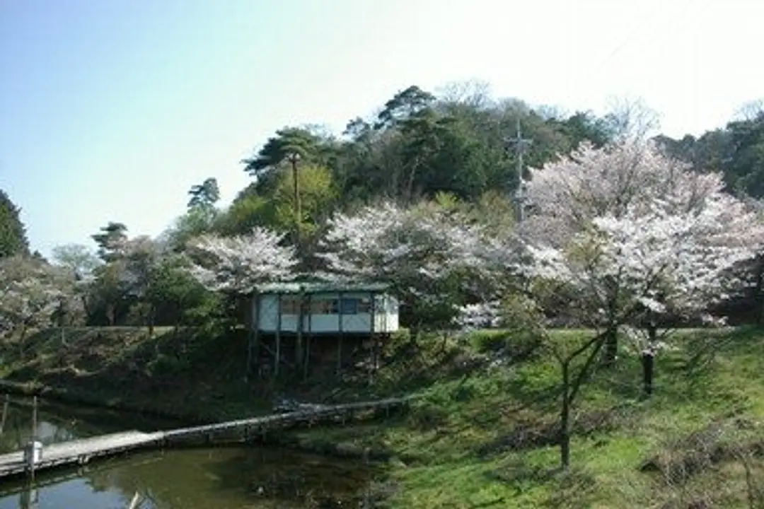 【末山・くつわ池自然公園】桜